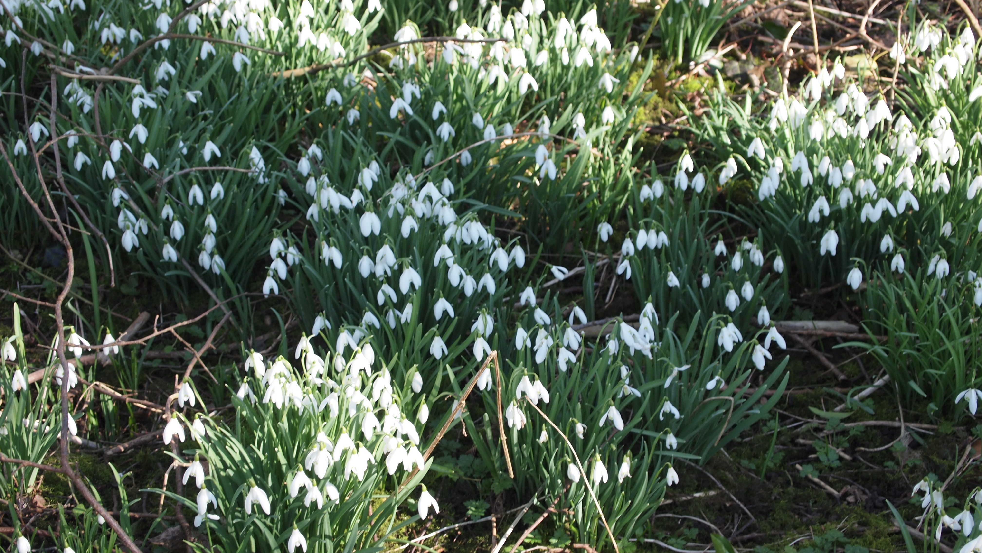 Snowdrops in Fowler Wood - Winter