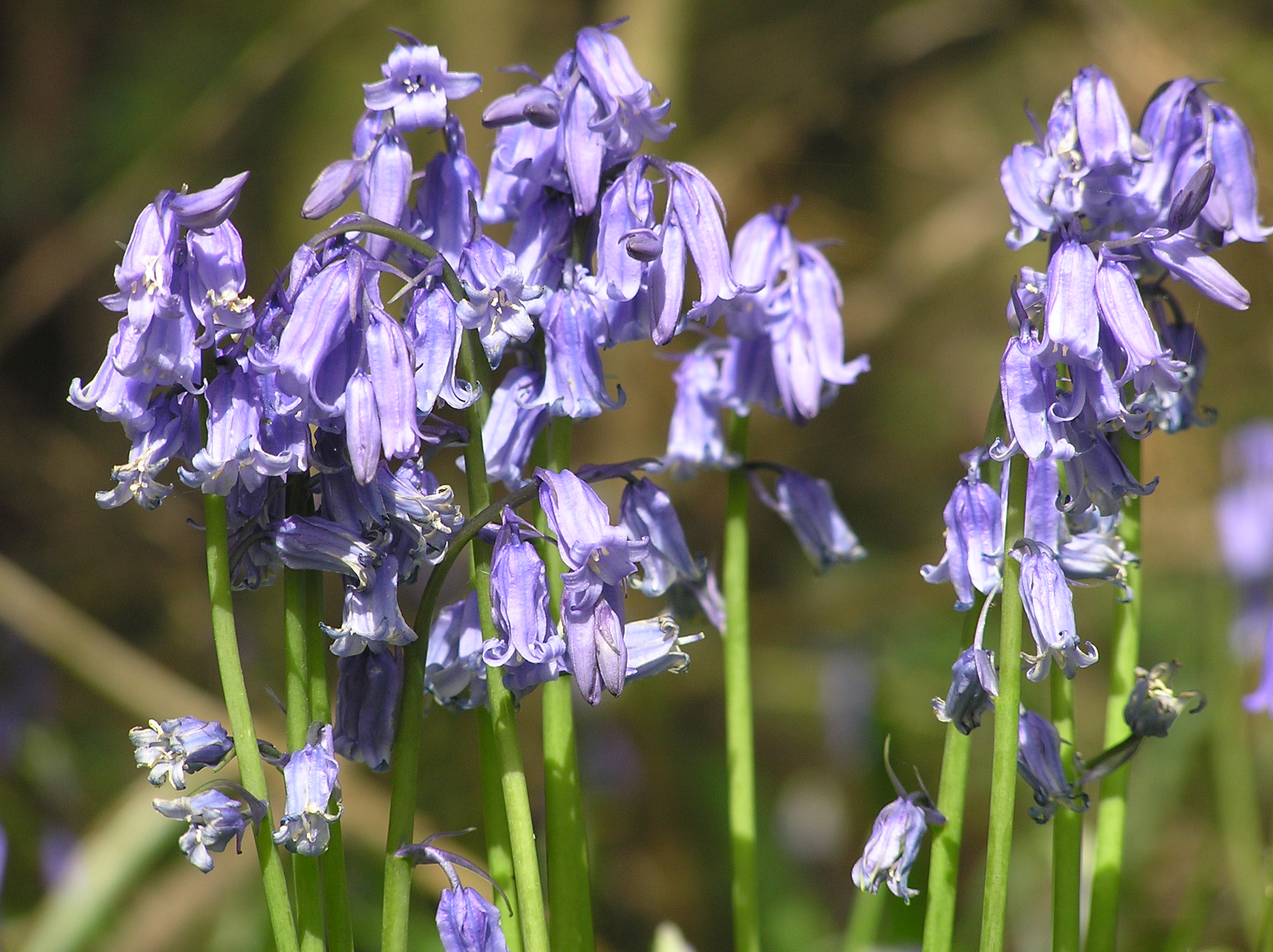 Bluebells
