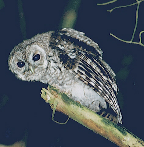 Fowler Wood - Owl